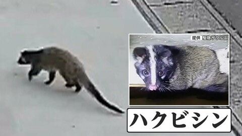 住宅街にハクビシン　高い繁殖力、感染症のリスクも　空き家増加で“住みやすい環境”　仙台市