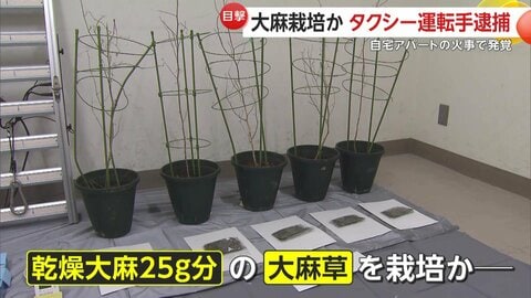 自宅に“乾燥大麻25g分”の大麻草…火事で駆けつけた消防隊員が発見し通報　タクシー運転手の男逮捕「栽培していたことは間違いない」　