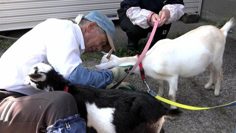 81歳“げんじぃ”が1人で造った「ヤギ牧場」　過疎の町に人気スポット　全国からボランティア　移住者も　富山・氷見市