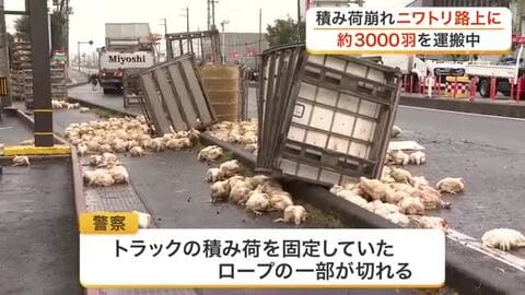 道路を埋め尽くすニワトリ　国道でトラックの積み荷が崩れ数千羽が投げ出される　固定用ロープが切れたか
