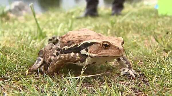 生態系に深刻な影響も 札幌で 毒ガエル が大量発生なぜ Fnnプライムオンライン