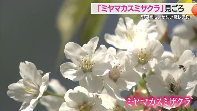 世界中でここだけ…、野草園でしか見られない「ミヤマカスミザクラ」