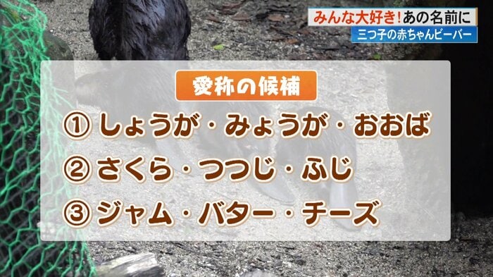 高知の特産品、誕生月の花、高知県出身の両親の元で育ったやなせたかしさんの朝ドラ、に関連する3択
