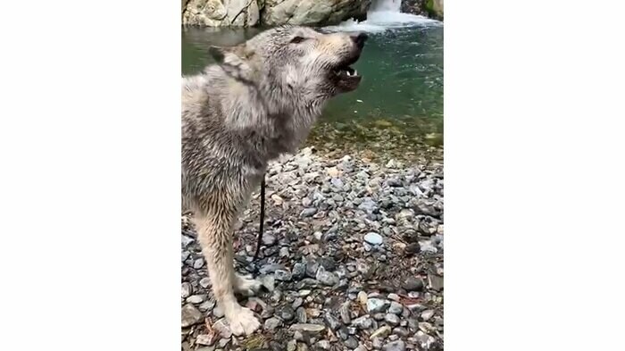 山中で遠吠えするブーリくん
