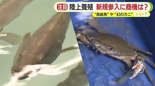 クエタマとドウマンガニ