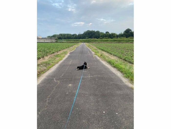 提供:柴犬むさしとこじろうさん