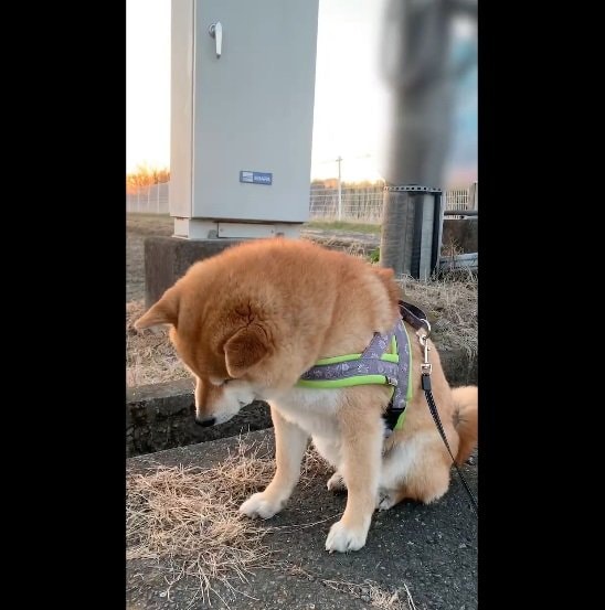 「?」