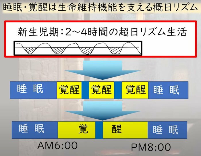 赤ちゃんは約3時間ごとに覚醒する「超日リズム」から、次第に昼夜を認識して「概日リズム」に乗り始める(眠育推進協議会HPより)