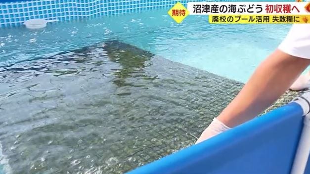 海ぶどうの植え付け(2022年10月)