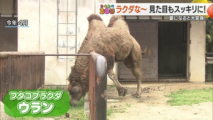 冬毛のウラン