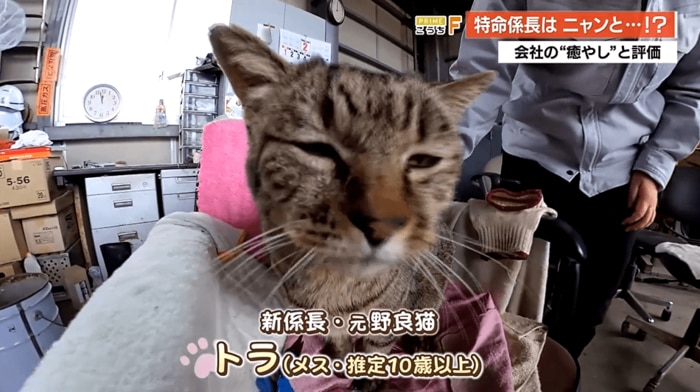 椅子で寝ていた元野良猫「トラ」