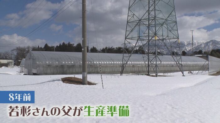 越後姫の生産準備をしていたのは、若杉さんの父親