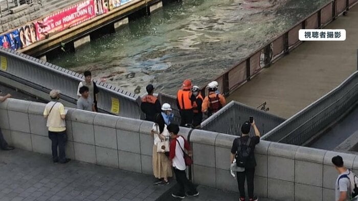 13日午前10時頃 道頓堀川で撮影