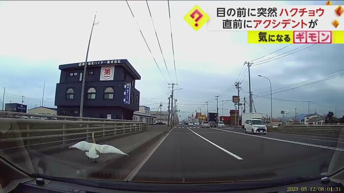 突然、車道に現れたハクチョウ(FNN投稿サイト「ビデオPost」)