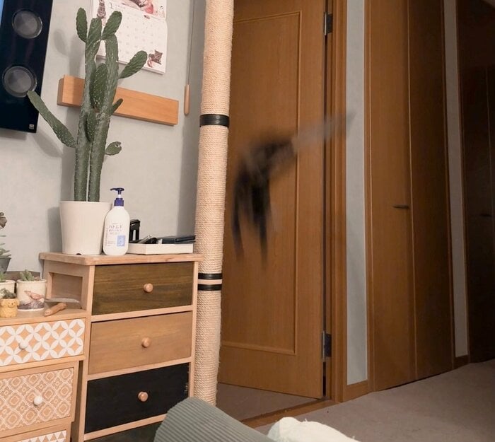 キャットタワーの途中で飛びおりる(撮影は投稿画像とは別の日)