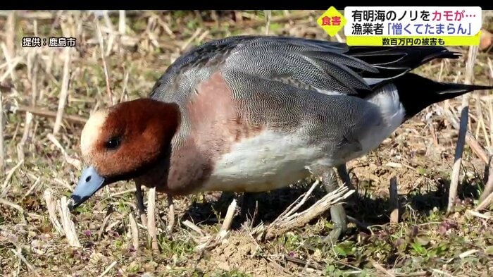 ヒドリガモ 提供:鹿島市