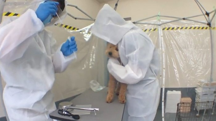 感染者の飼い犬が「陽性」 ペットから人へ 例なし