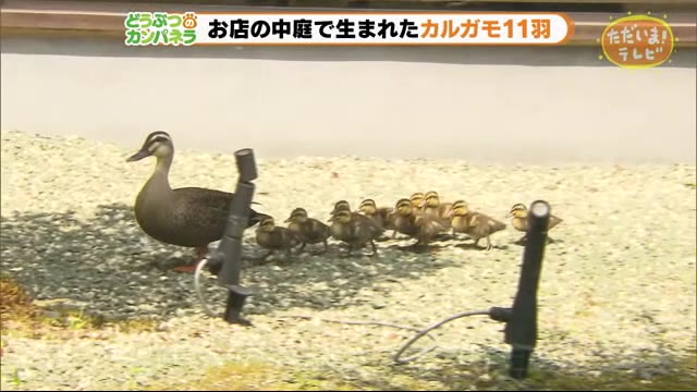 ヨチヨチ歩いてプカプカ カルガモ11羽が生まれた場所は…【どうぶつのカンパネラ】浜松市中区