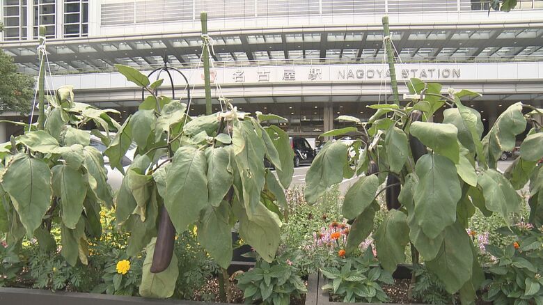 名古屋駅前に「ナス畑」今度は市が“公式栽培”　 騒動きっかけに河村市長から提案｜FNNプライムオンライン