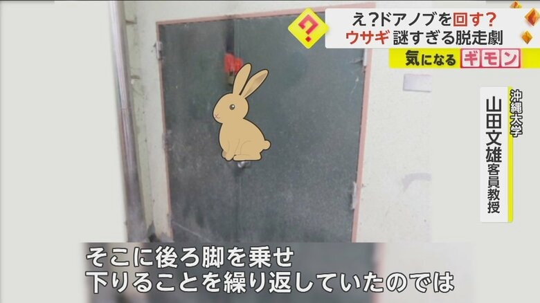 【手口の謎】“エゾユキウサギ”3匹が脱走　専門家「ドアノブに飛び乗り、たまたま開いたのでは」　札幌市・円山動物園｜FNNプライムオンライン