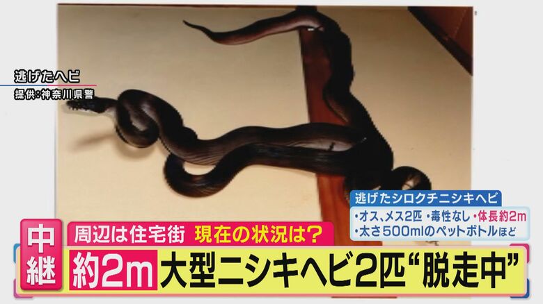 【大型ヘビ捜索中】「近づいたり捕まえようとすると反射的に噛みつくことも」体長2m大型ニシキヘビ2匹“逃走中” 警察官が付近を捜索中　専門家が“習性”を解説　神奈川・川崎市｜FNNプライムオンライン