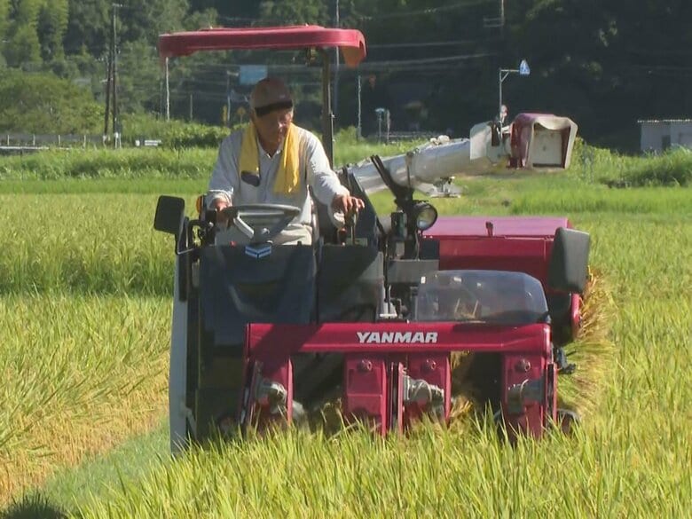 待ちに待った新米の季節…三重県紀宝町で早場米の稲刈り 県開発の品種『なついろ』で心配された猛暑の影響なし｜FNNプライムオンライン