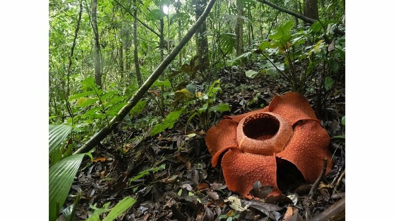 「凄まじい存在感」マレーシアの森で“ラフレシア”に奇跡的な出会い！数日で枯れる“幻の花”の生態を聞いた｜FNNプライムオンライン