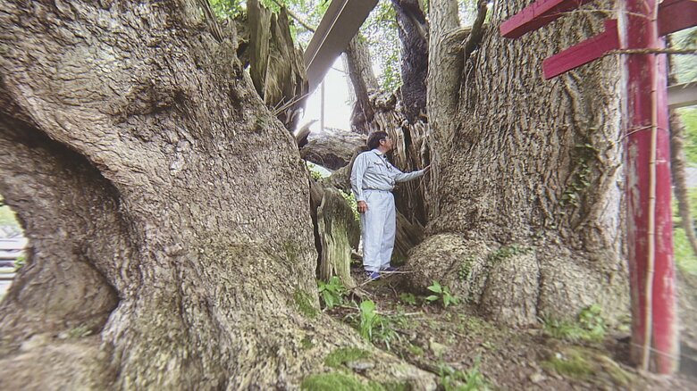 悠久の時を越えて地域に息づく「生き証人」樹齢1500年の名木も　木のスペシャリストたちが選ぶ後世に残すべき名木　木にまつわるストーリーも｜FNNプライムオンライン