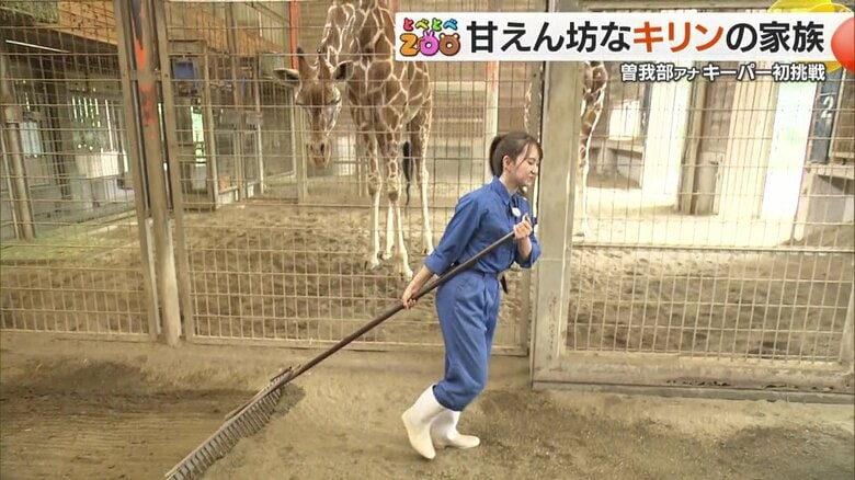 “ふわふわ”モルモットの体重測定や愛情たっぷりエサ作りまでアナウンサーが挑戦！動物園の飼育員体験【愛媛発】｜FNNプライムオンライン