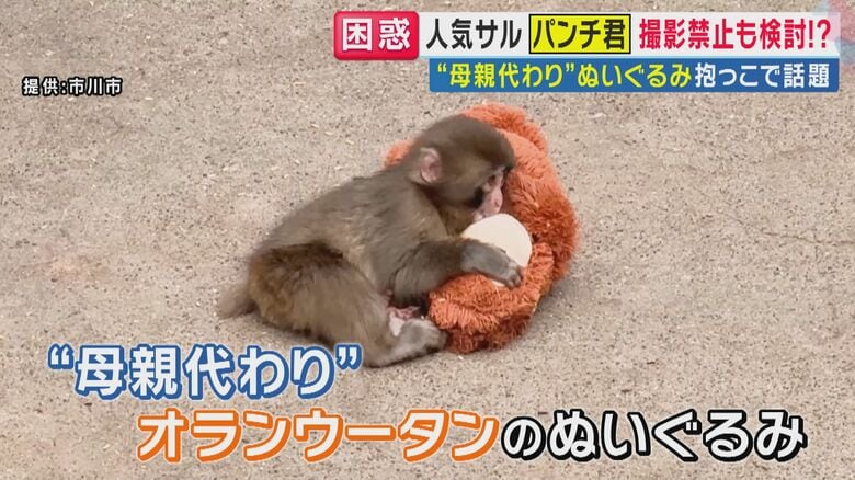 「動物ファーストで」市川市動植物園が下した苦渋の決断。1歳を迎えるパンチくんの笑顔を守るための模索｜FNNプライムオンライン