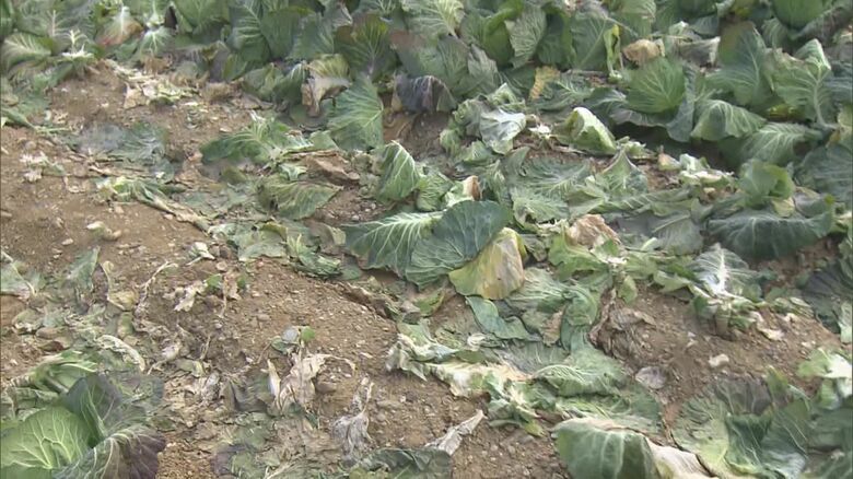 「人のやる事じゃない…」出荷直前のキャベツ約800玉盗まれる 生育不良で価格高騰の中 農家らは憤り隠せず｜FNNプライムオンライン