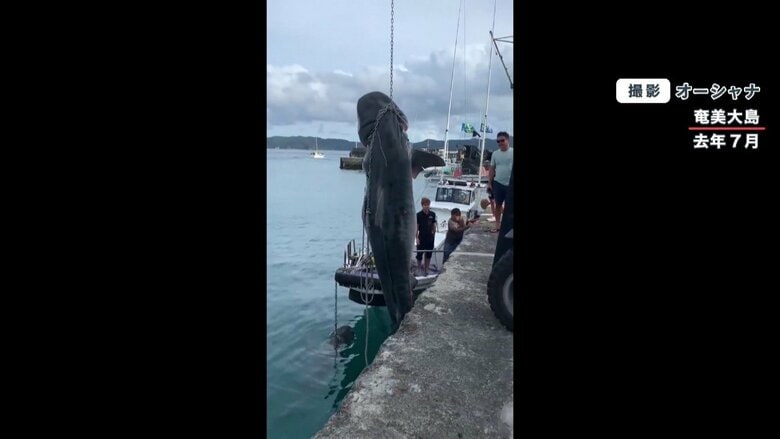 2021年7月、奄美大島で釣り上げられたイタザメ。体長約4メートル