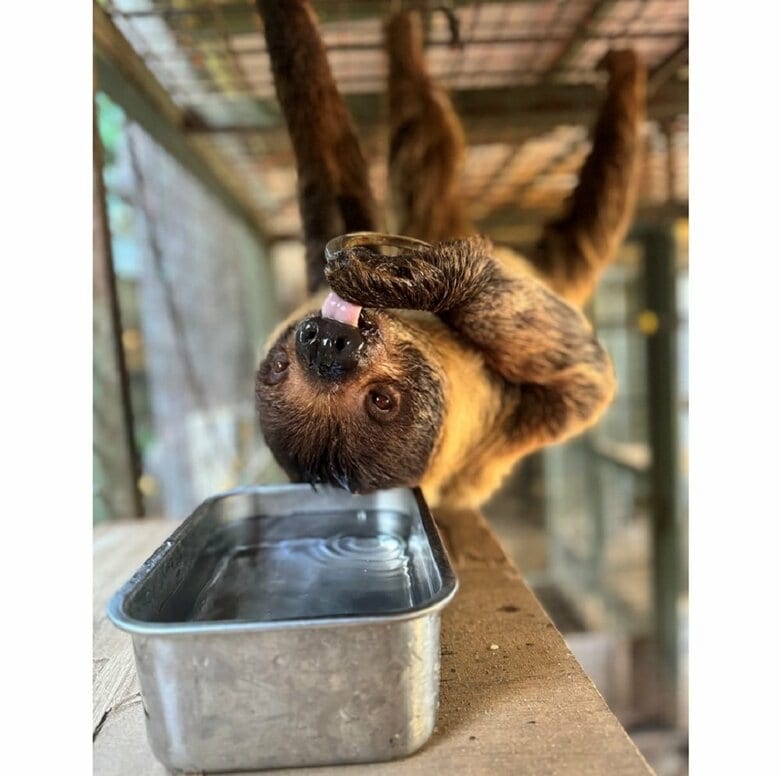 おいしそうに水をペロペロしているキンカンちゃん（提供：神戸市立王子動物園）
