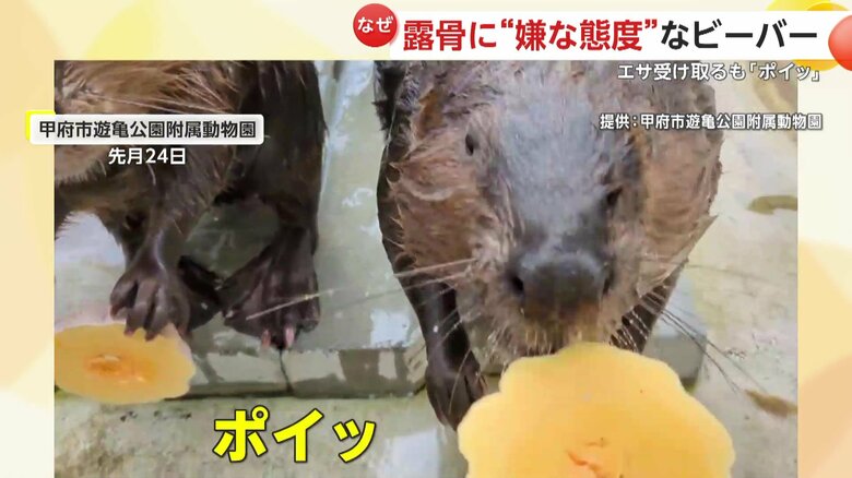 カボチャを捨ててしまうビーバー