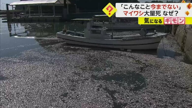 長崎県南島原市の漁港に大量に浮かぶマイワシ