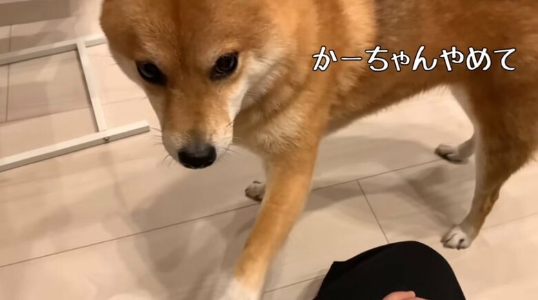 モモ子ちゃんがお母さんに叱られたとき、急いでやってきて膝を引っかく花子ちゃん