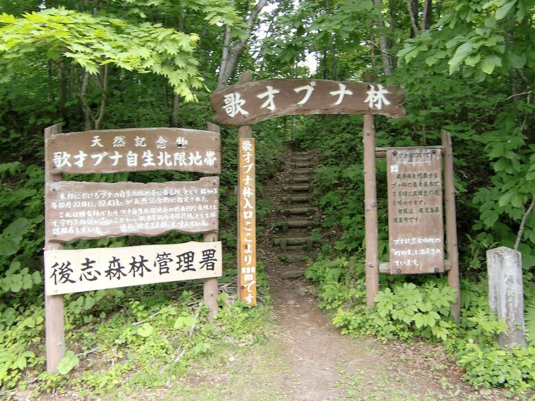 北海道黒松内町の歌才ブナ林。ブナの実はクマの大好物（イメージ）