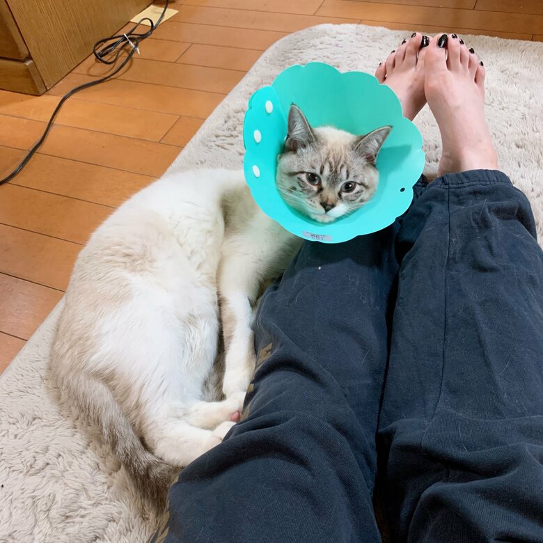 最新のこめくん。去勢手術をしてリハビリ中