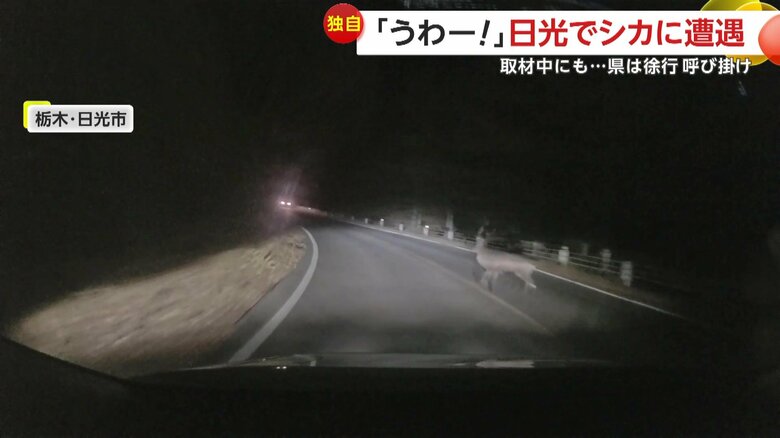 シカが車の前に飛び出す瞬間（10月30日、栃木・日光市）④