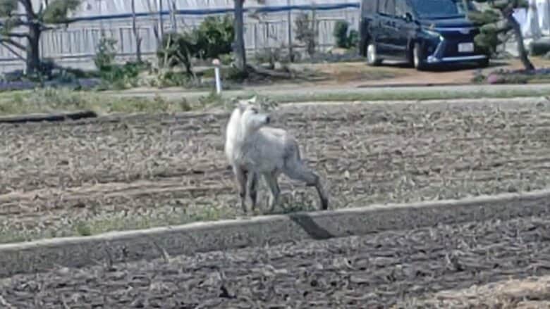 提供：新発田市