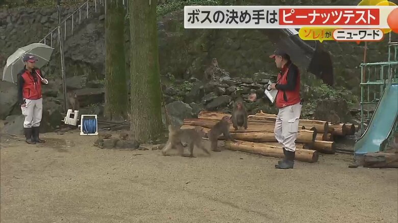 ピーナッツを投げ、ボスザル認定のテストを行う飼育員