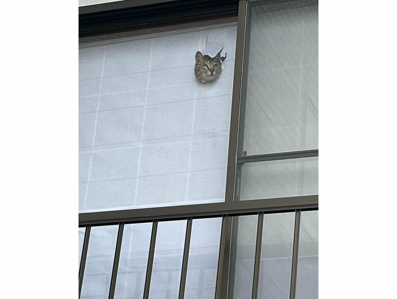 顔だけ出して外を見ている（提供：ちびまるまろんさん）