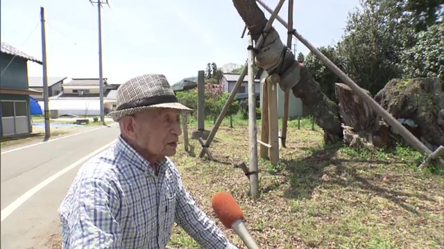 馬場桜保存会の名誉会長・武田明守さん