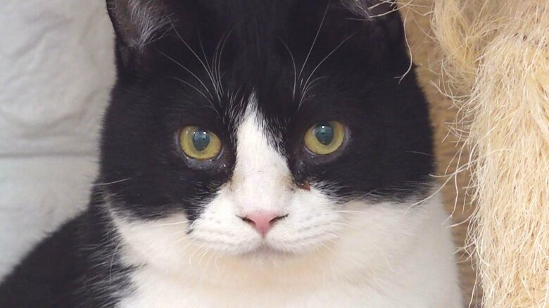 お目めぱっちり