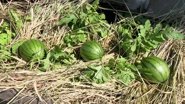 「枕崎のど根性スイカ」として話題に