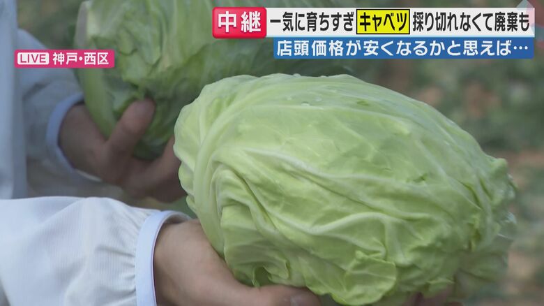 「旬感LIVE とれたてっ！」より