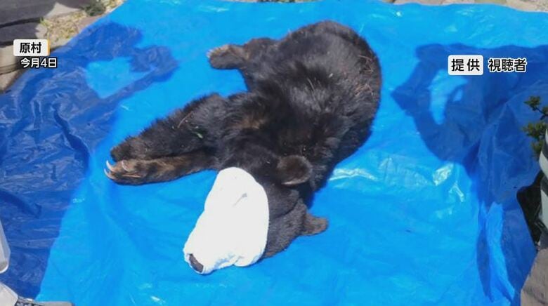 5月4日、原村で捕獲されたクマ（提供：視聴者）