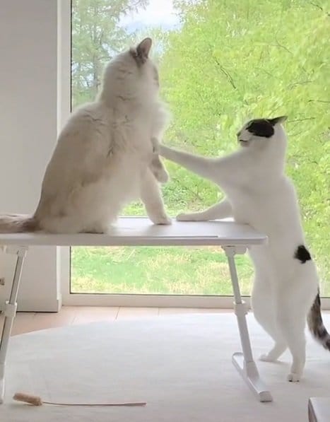 たまに喧嘩もしちゃう2匹