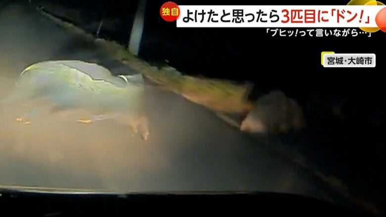 運転中の車の前に突然イノシシ3匹が飛び出し衝突する瞬間（22日午後6時半頃、宮城・大崎市）②