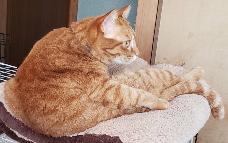 まったりしている様子